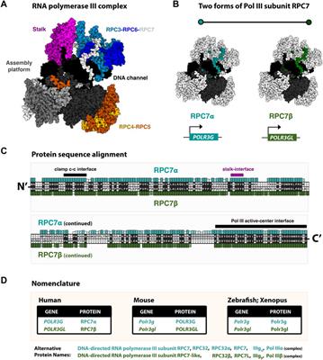 RNA polymerase III transcription and cancer: A tale of two RPC7 subunits